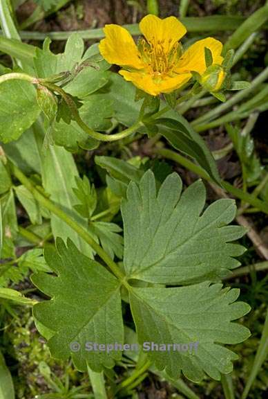 potentilla flabellifolia 3 graphic